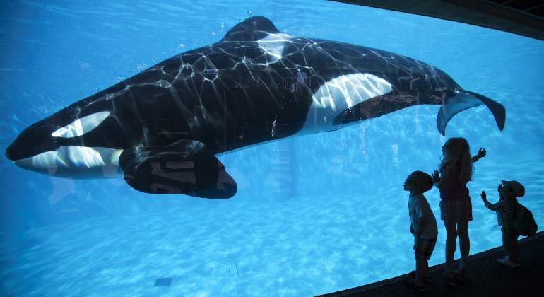 orca-seaworld-770x420-reuters.jpg