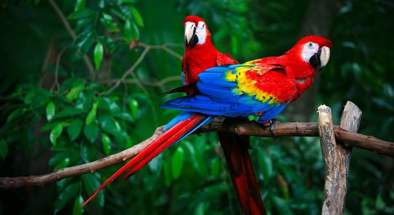 Dos-loros-iStock.jpg