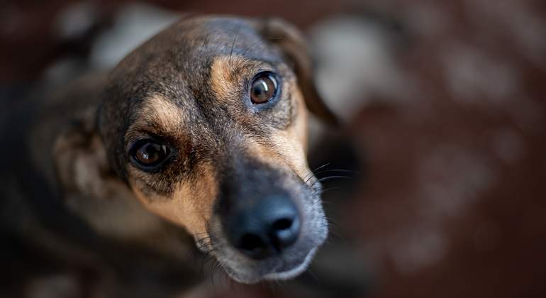 Un-perro-marron-mirando-hacia-arriba-iStock.jpg