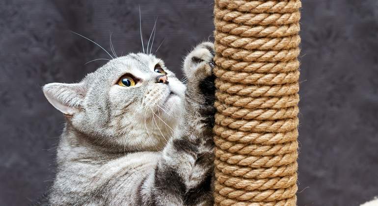 Gato-afilando-las-unas-iStock.jpg