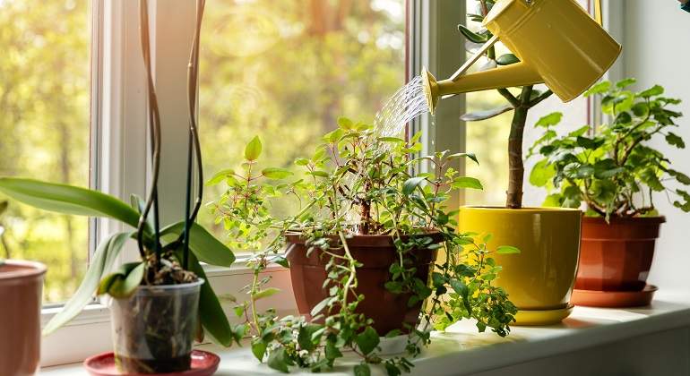 Cornisa-llena-de-plantas-que-son-regadas-iStock.jpg