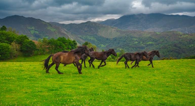 caballos-corren.jpg