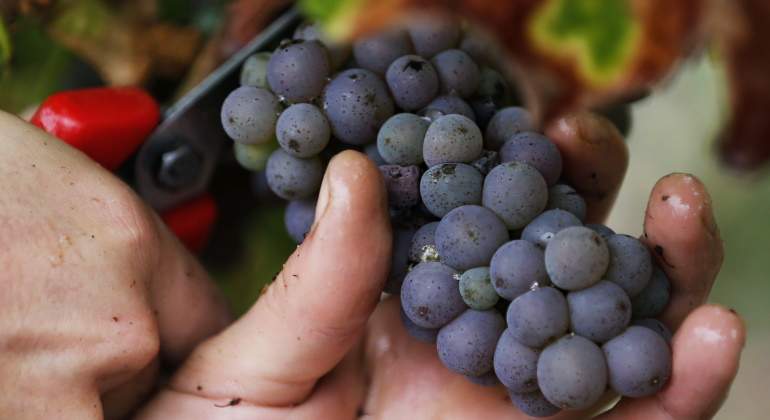 uvas-reuters-770x420.jpg
