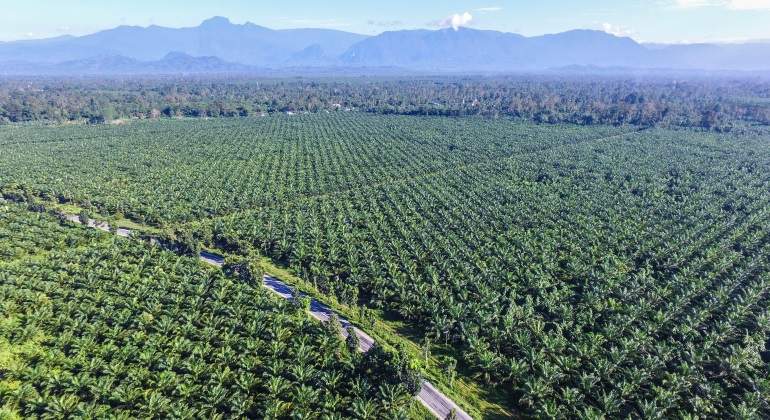 palm-oil-indonesia.jpg