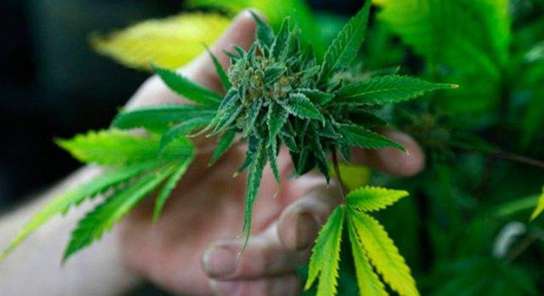 marihuana-medicinal-reuters.jpg