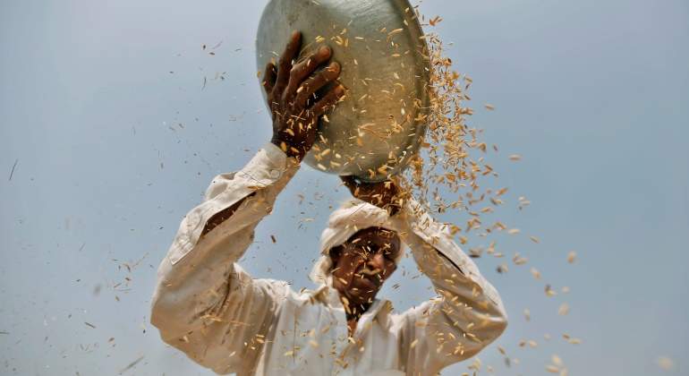 arroz-cultivo-india-reuters.jpg