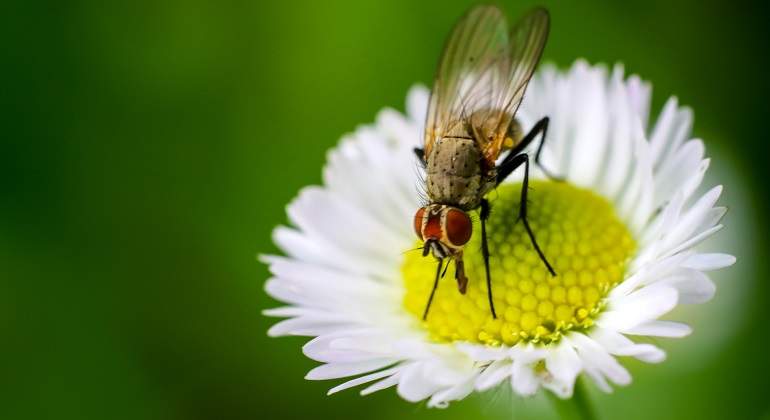 fly-2509340_1920.jpg