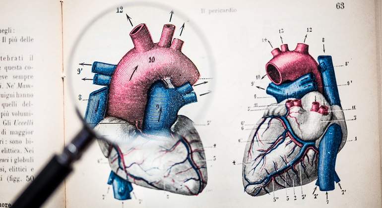 Anatomia-corazon-lupa.jpg