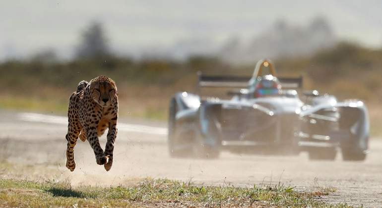 formula-e-vs-guepardo.jpg