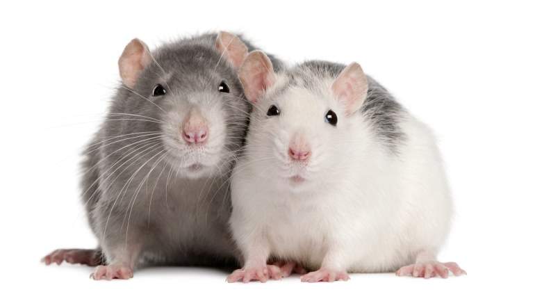 ratas-olvida-activa-como-humanos-dreamstime.jpg