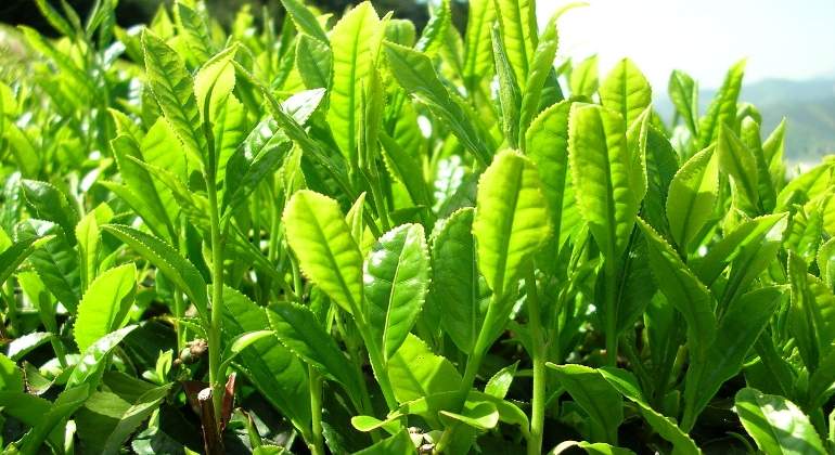 hojas-te-verde-770x420-pixabay.jpg
