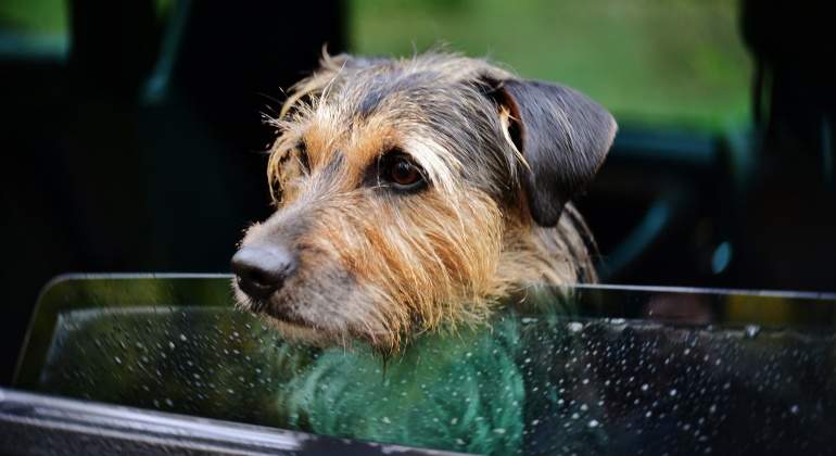 mascota-perro-animal-coche.jpg