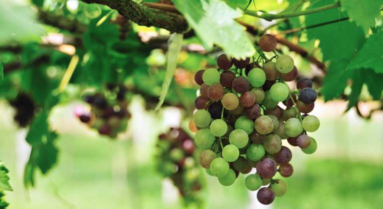 uvas.jpg