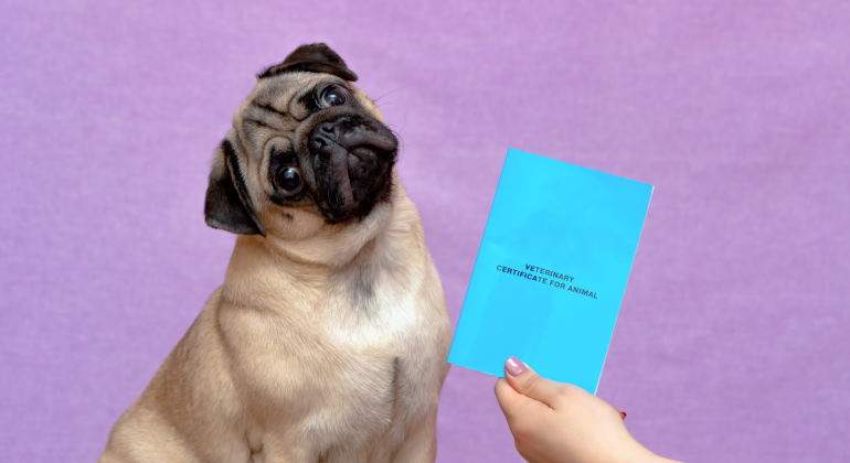 documento-identidad-nacional-dni-mascotas.jpg