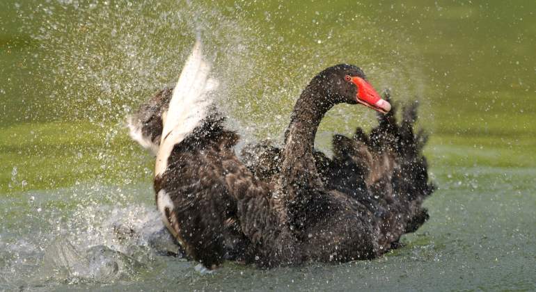 cisne-negro-lago-alemania.jpg
