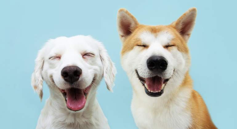 perros-palabras.jpg
