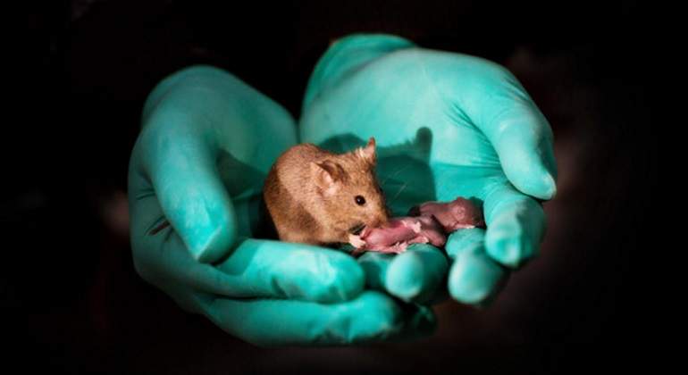 crias-bimaternas-raton-sinc.jpg