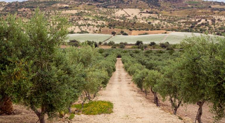 olivos-campos-espana.jpg