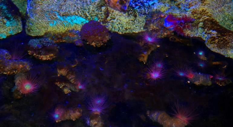 Criaturas marinas luminiscentes alumbran nuevas terapias contra el cáncer