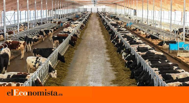 rrss_vacas-danone-granja-tyumen-rusia-bloomberg.jpg