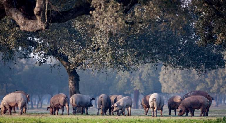 foto-ibericos-en-la-dehesa.jpg