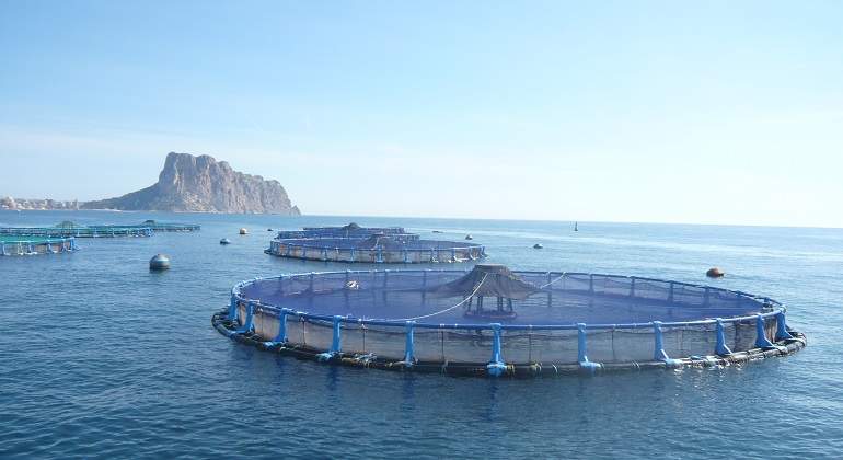 Centro-de-cultivos-marinos-AVRAMAR-en-Calpe_Alicante.jpg