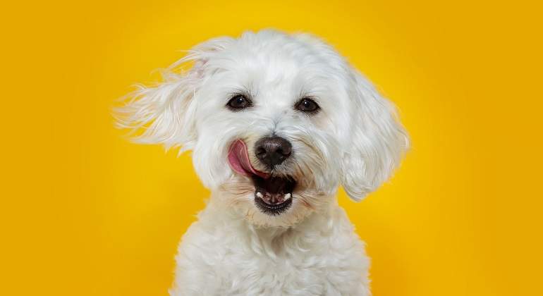 Un-perro-de-color-blanco-con-la-lengua-de-fuera-iStock.jpg