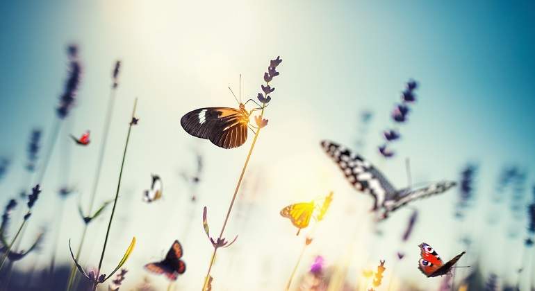 Mariposas.jpg
