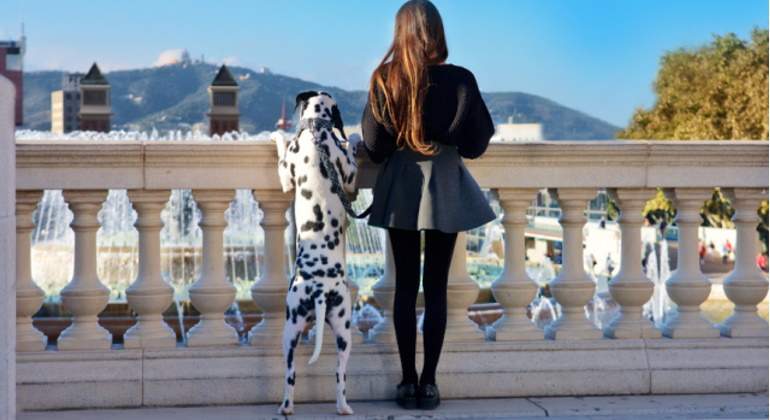 perro-ciudad-770.jpg