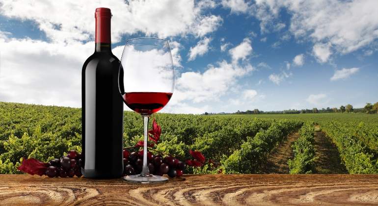 vino-770.jpg