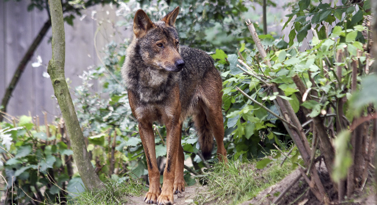 Lobo1.png