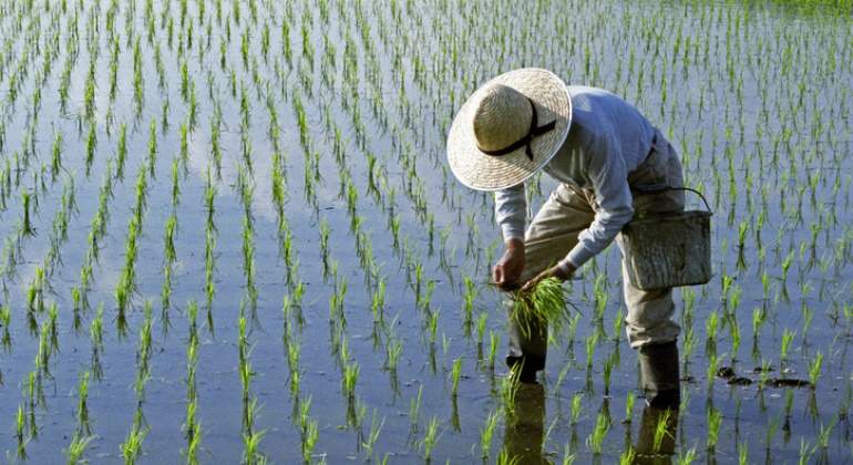 770-420-arrozal-cultivo-senor-istock.jpg