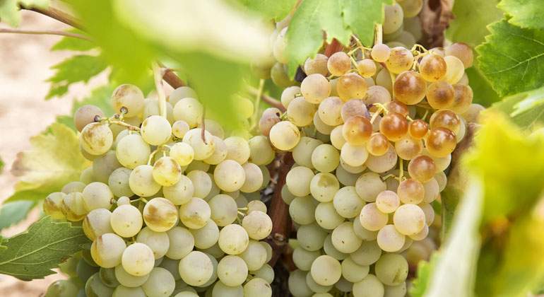 uvas