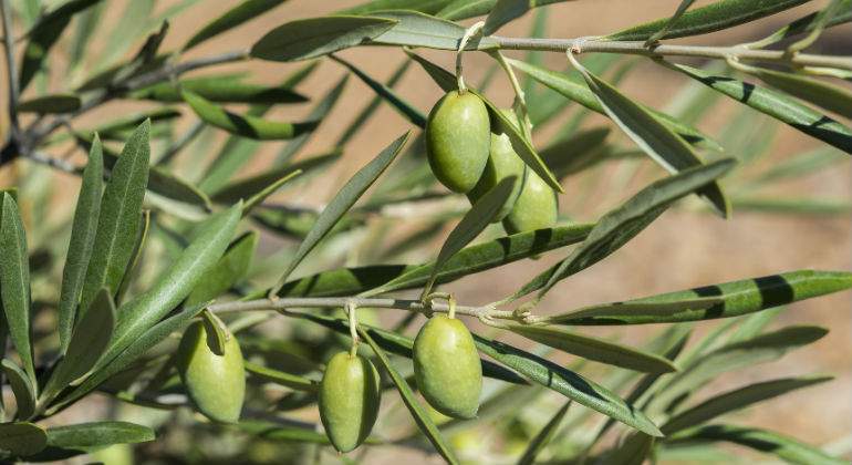 aceituna.jpg