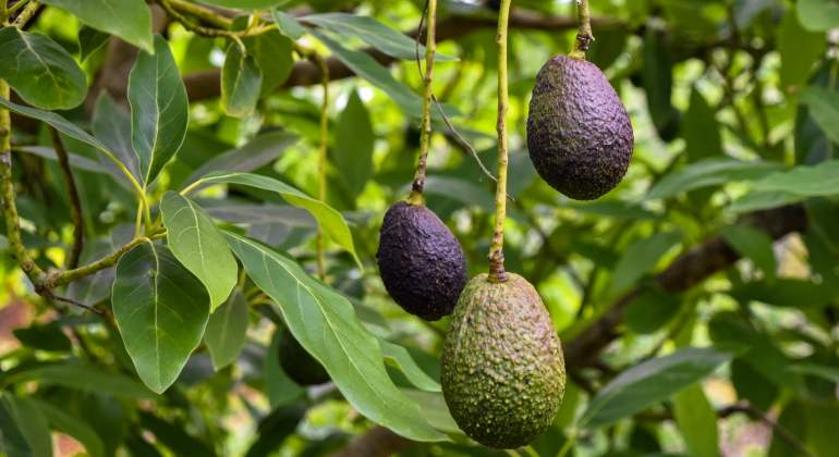 aguacate-recurso-dreamstime.jpg