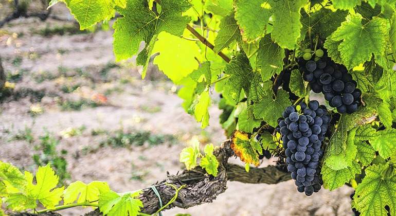 uvas-vinedo-770.jpg