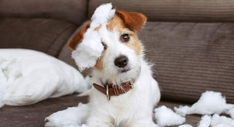 nombres-perros.jpg