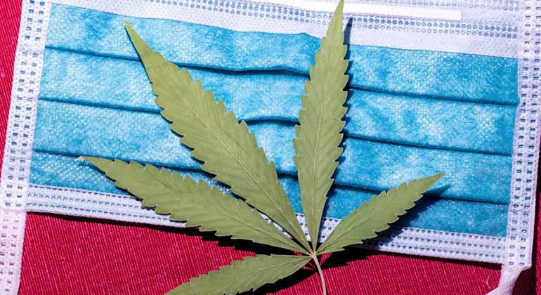 coronavirus-cannabis-marihuana.jpg