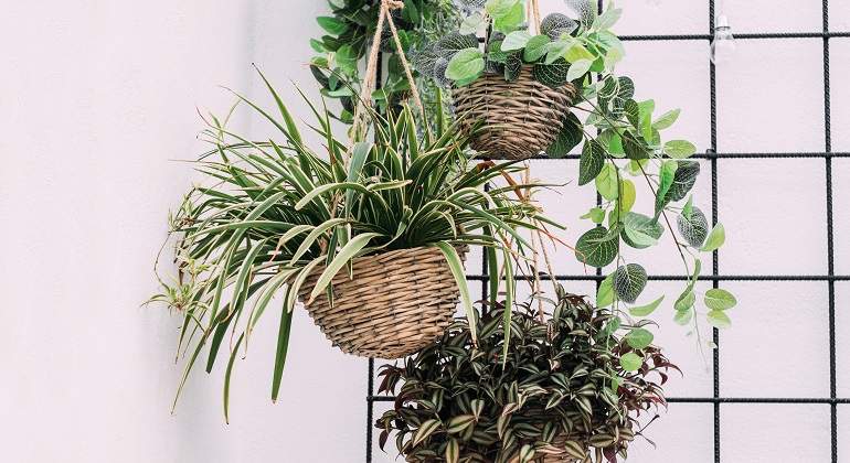 Diferentes-plantas-colgantes-de-interior-iStock.jpg