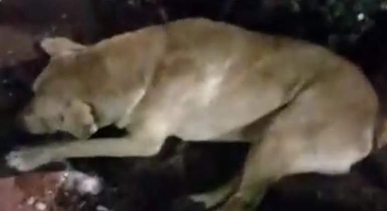 Perro envenenado en Jilotepec Morelos