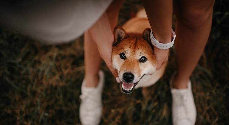 Un-perro-de-raza-shiba-agarrado-por-su-duena-iStock.jpg