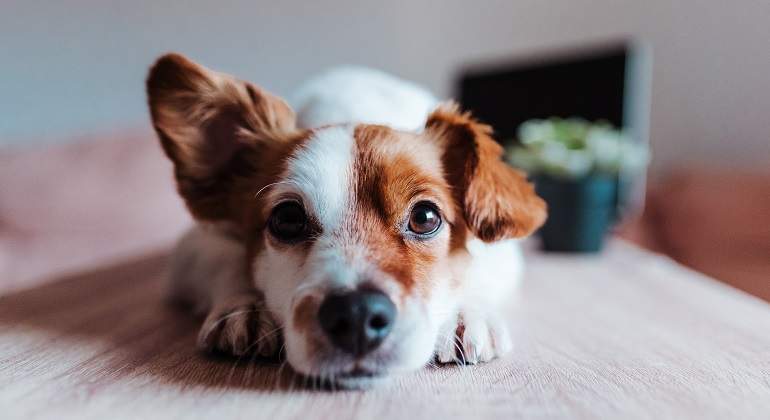Un-perro-acostado-mirando-para-camara-iStock.jpg