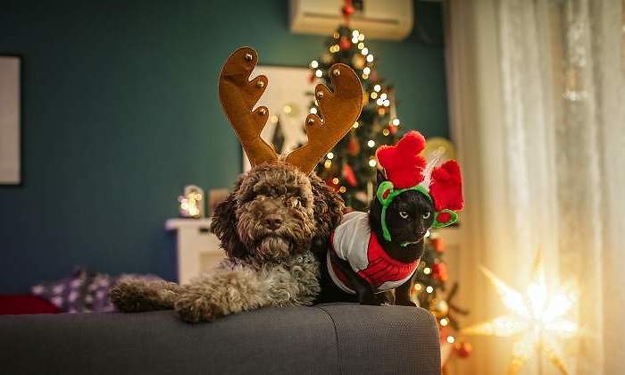 Un-perro-y-un-gato-disfrazados-por-Navidad-iStock.jpg