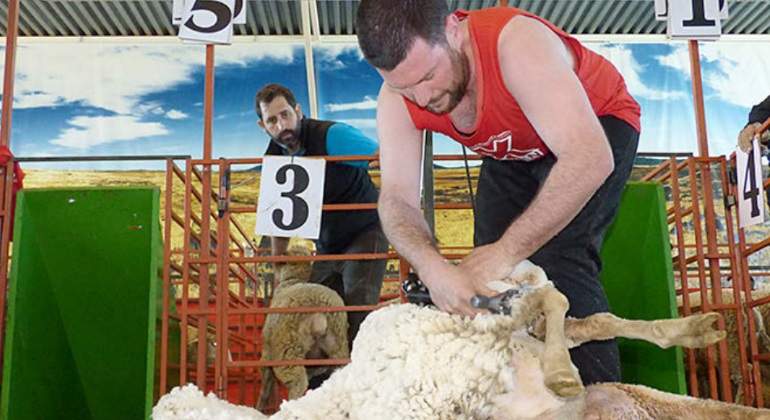 campeon-esquilando-ovejas.jpg