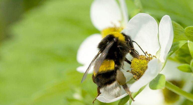 abeja-flor-770.jpg