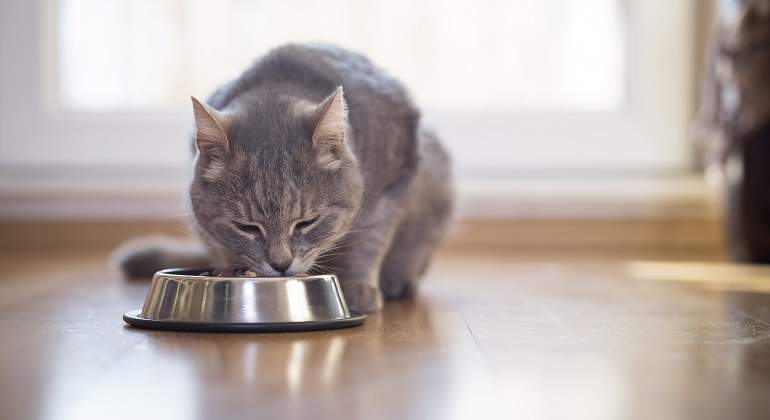 Gato-gris-comiendo-en-casa-iStock.jpg