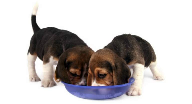 perros-comida-770.jpg