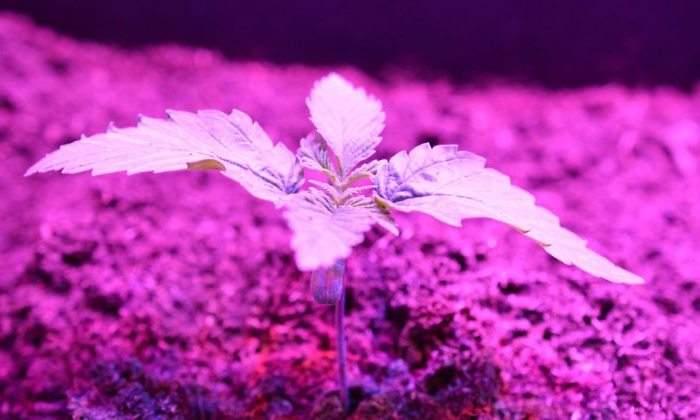 cannabis-tierra.jpg
