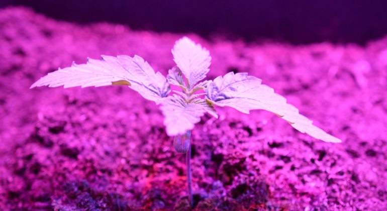cannabis-tierra.jpg