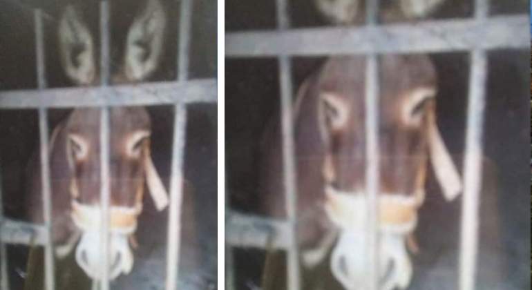 burro-770.jpg